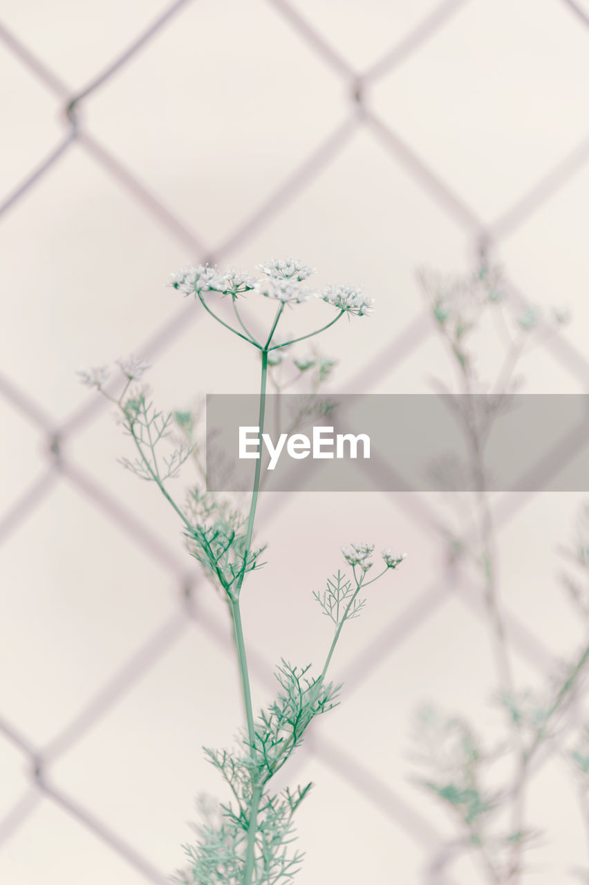 Close-up of flowering plant against fence