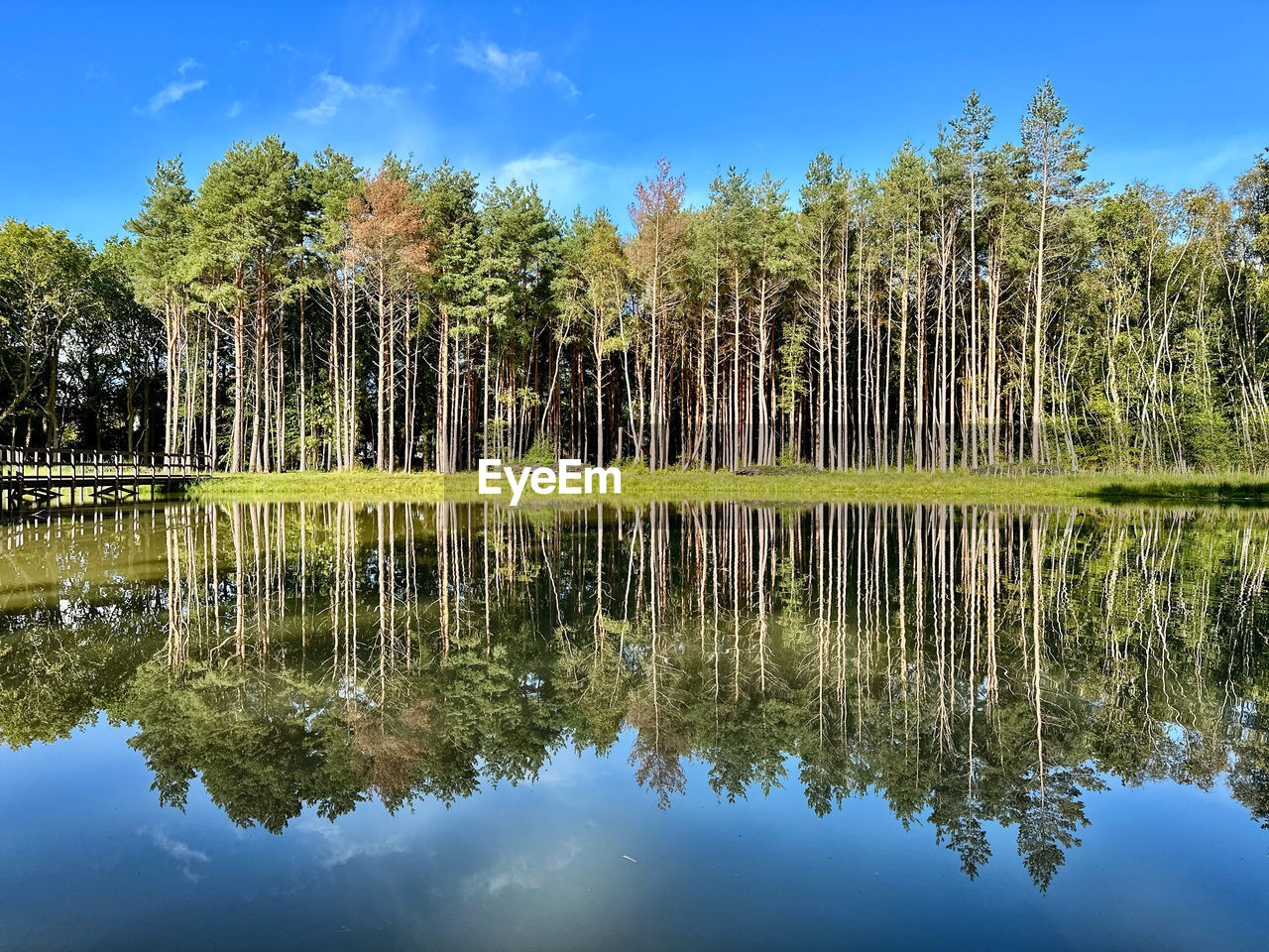 reflection, water, tree, plant, nature, lake, sky, beauty in nature, natural environment, tranquility, scenics - nature, wilderness, blue, no people, autumn, landscape, tranquil scene, wetland, environment, forest, leaf, land, body of water, outdoors, travel destinations, grass, reflection lake, non-urban scene, coniferous tree, pine tree, day, pinaceae, travel, standing water, swamp, reservoir, green, pine woodland, cloud, tourism