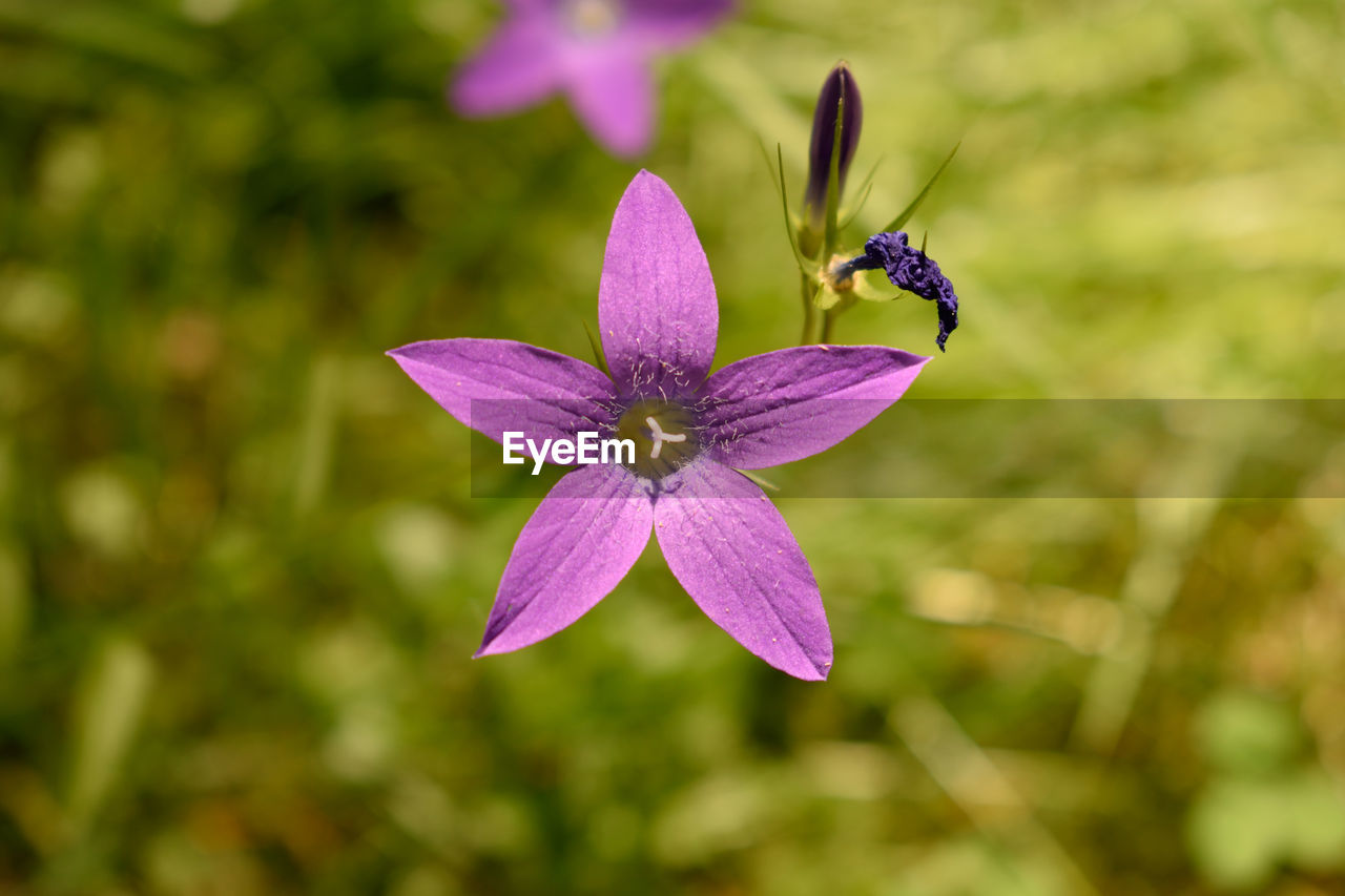 Close-up of insect on purple flowering plant