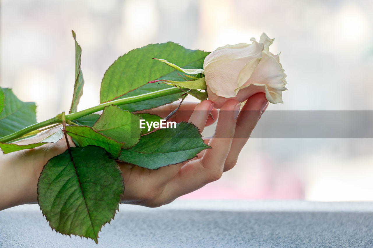 Cropped hand of woman holding rose on table