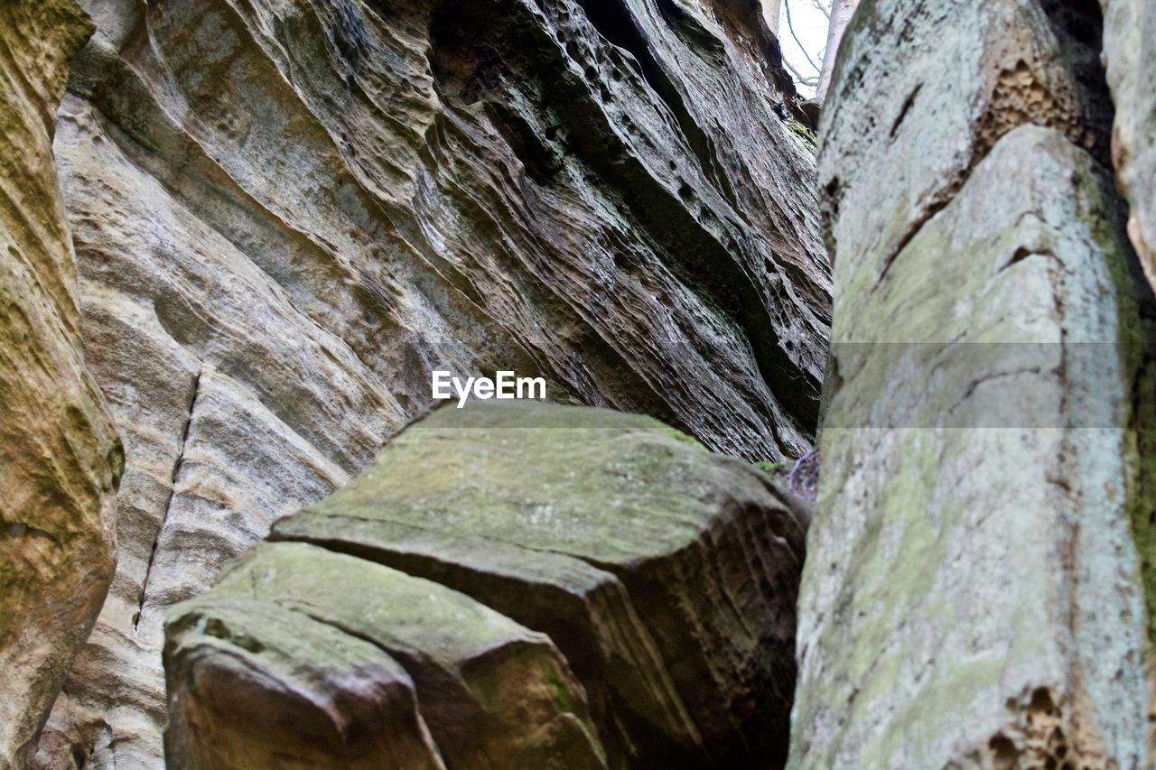 CLOSE-UP OF TREE TRUNK AGAINST SKY