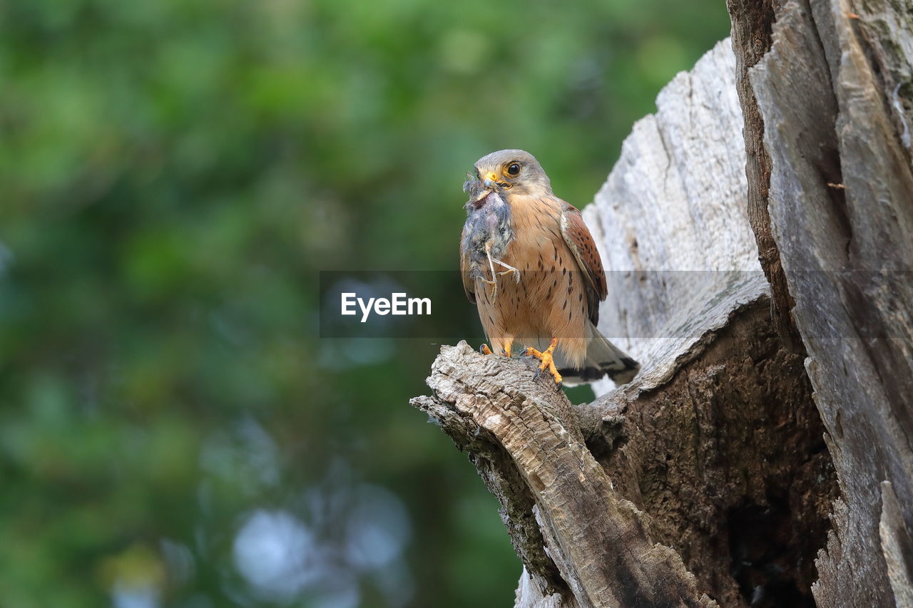 A male common kestrel with a kill