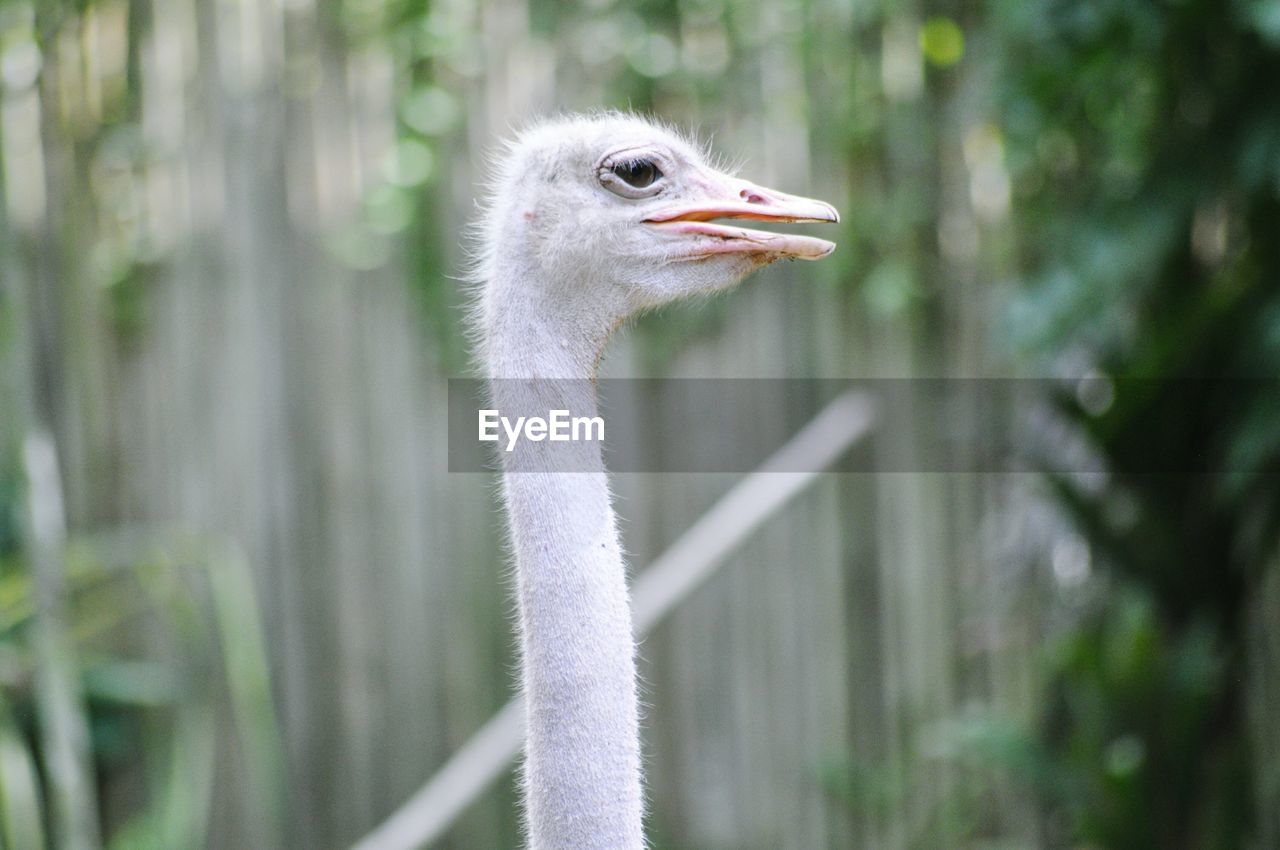 Portrait of an ostrich against blurry background
