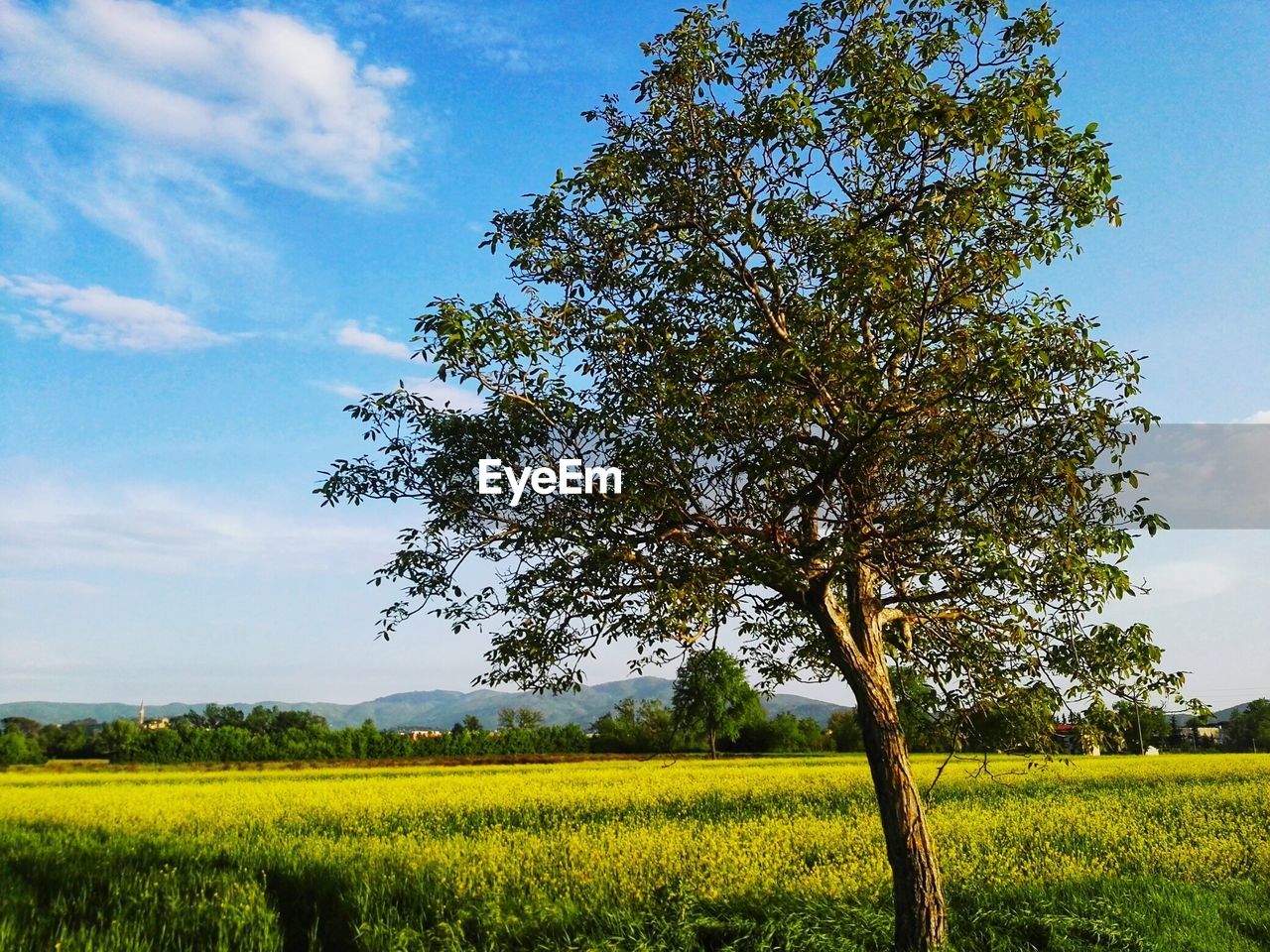 Scenic view of agricultural field against sky