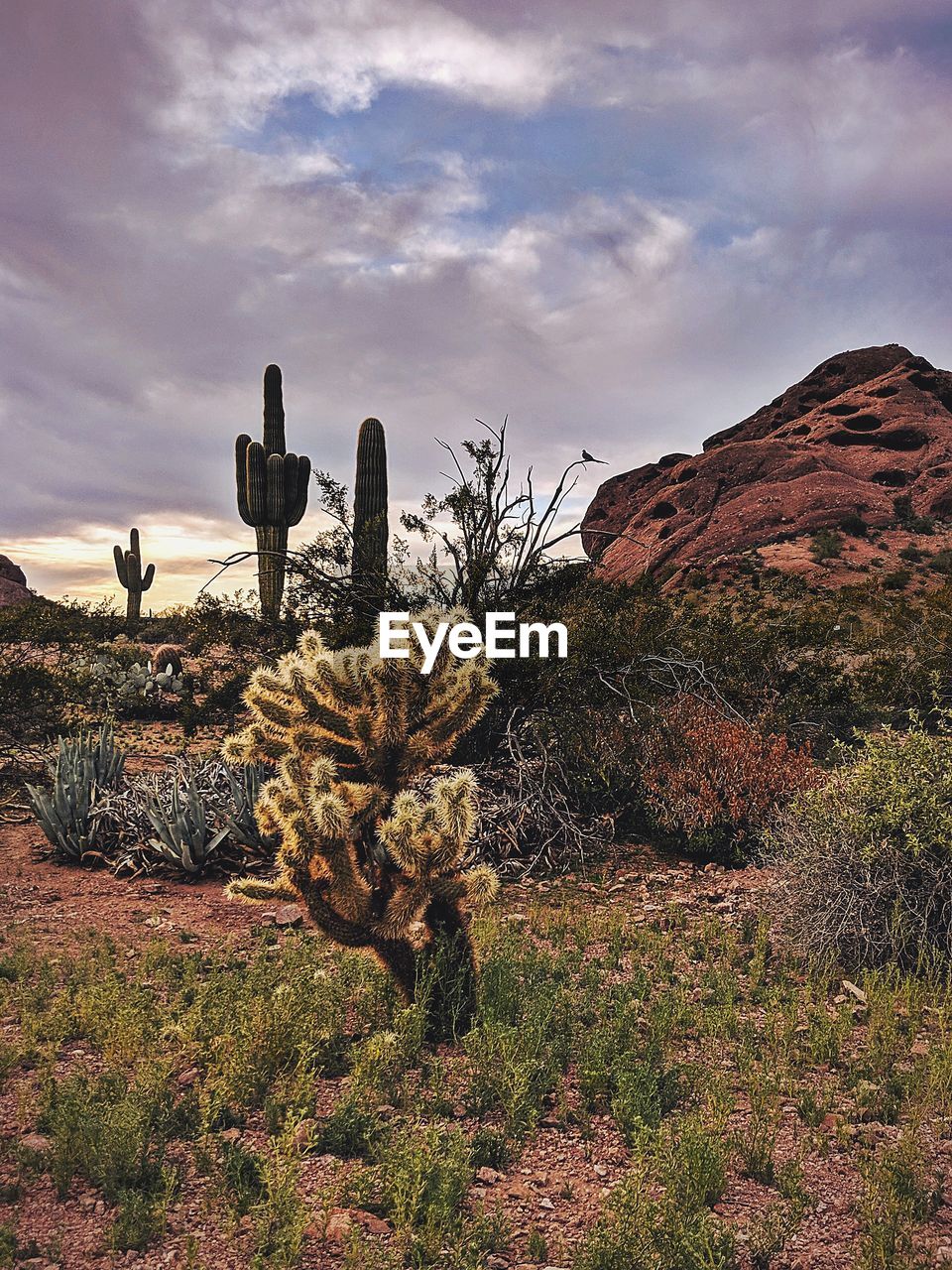 PLANTS GROWING ON FIELD