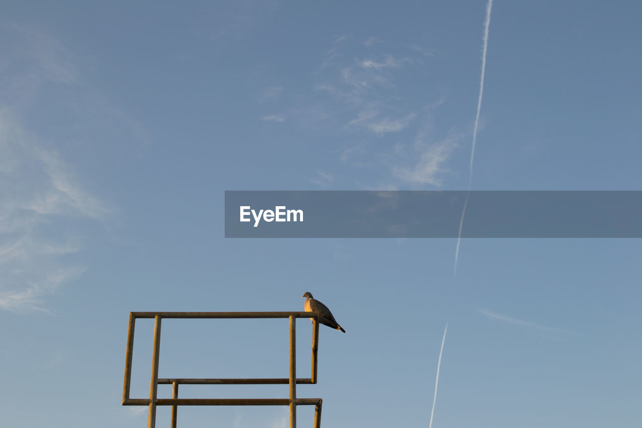 Low angle view of bird perching on metallic structure against blue sky