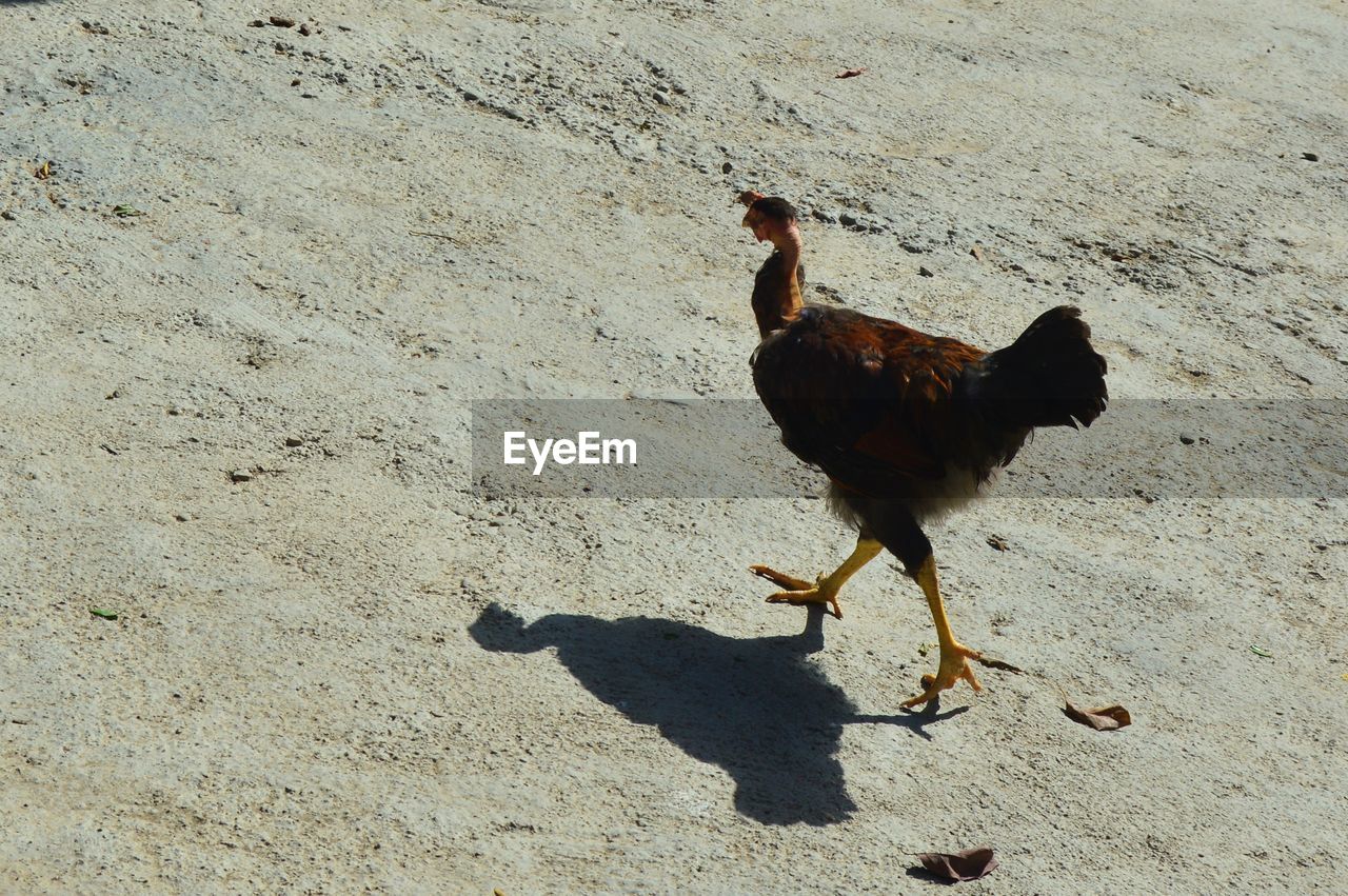 High angle view of hen walking on rock formation