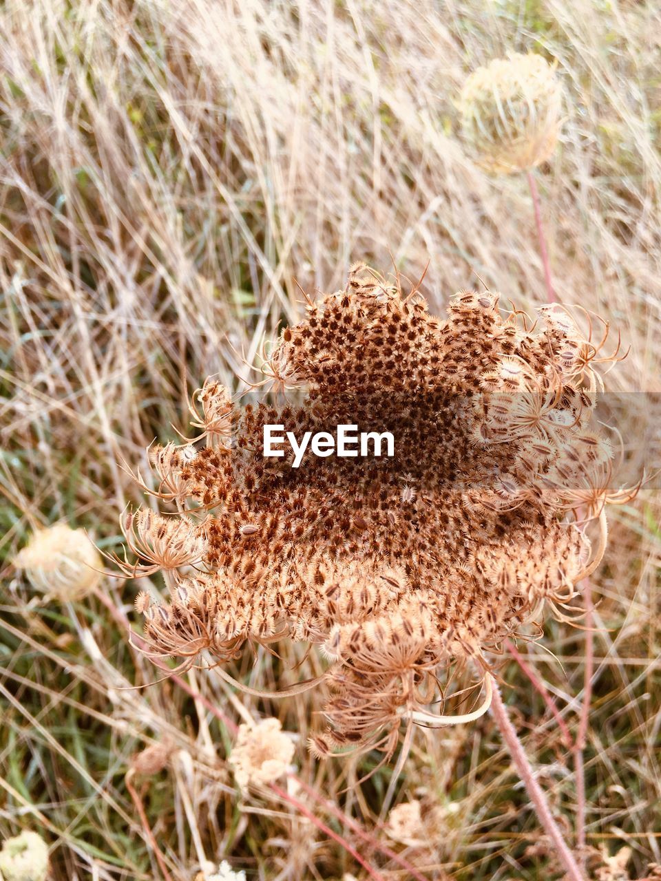 CLOSE-UP OF DRIED PLANT ON FIELD