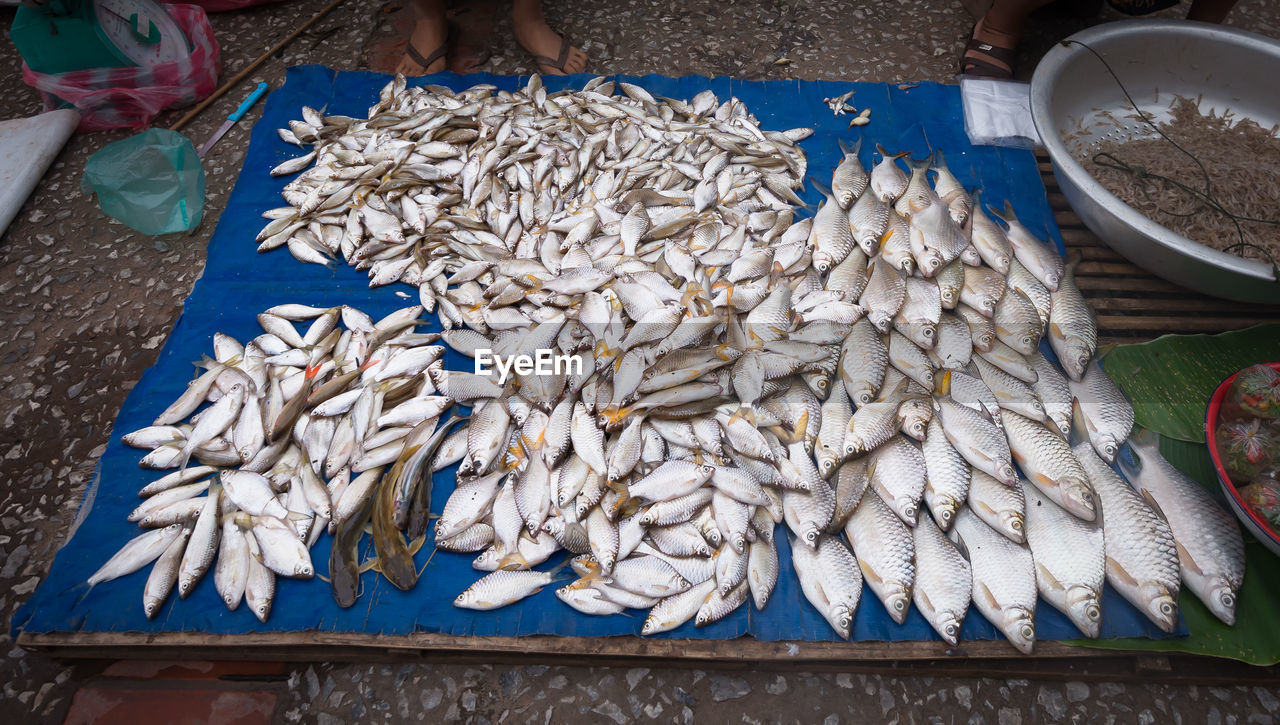 High angle view of fish for sale in market