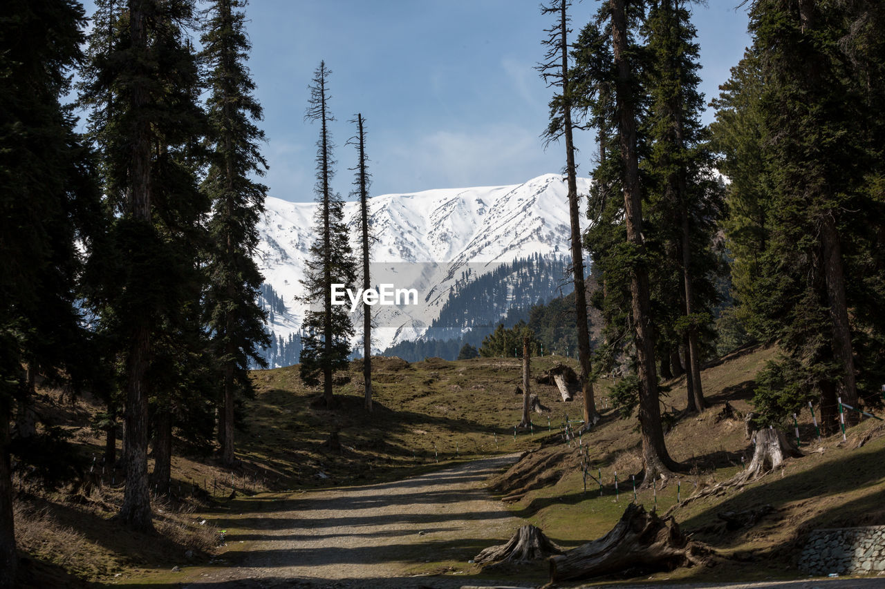 Panoramic view of pine trees in forest against sky