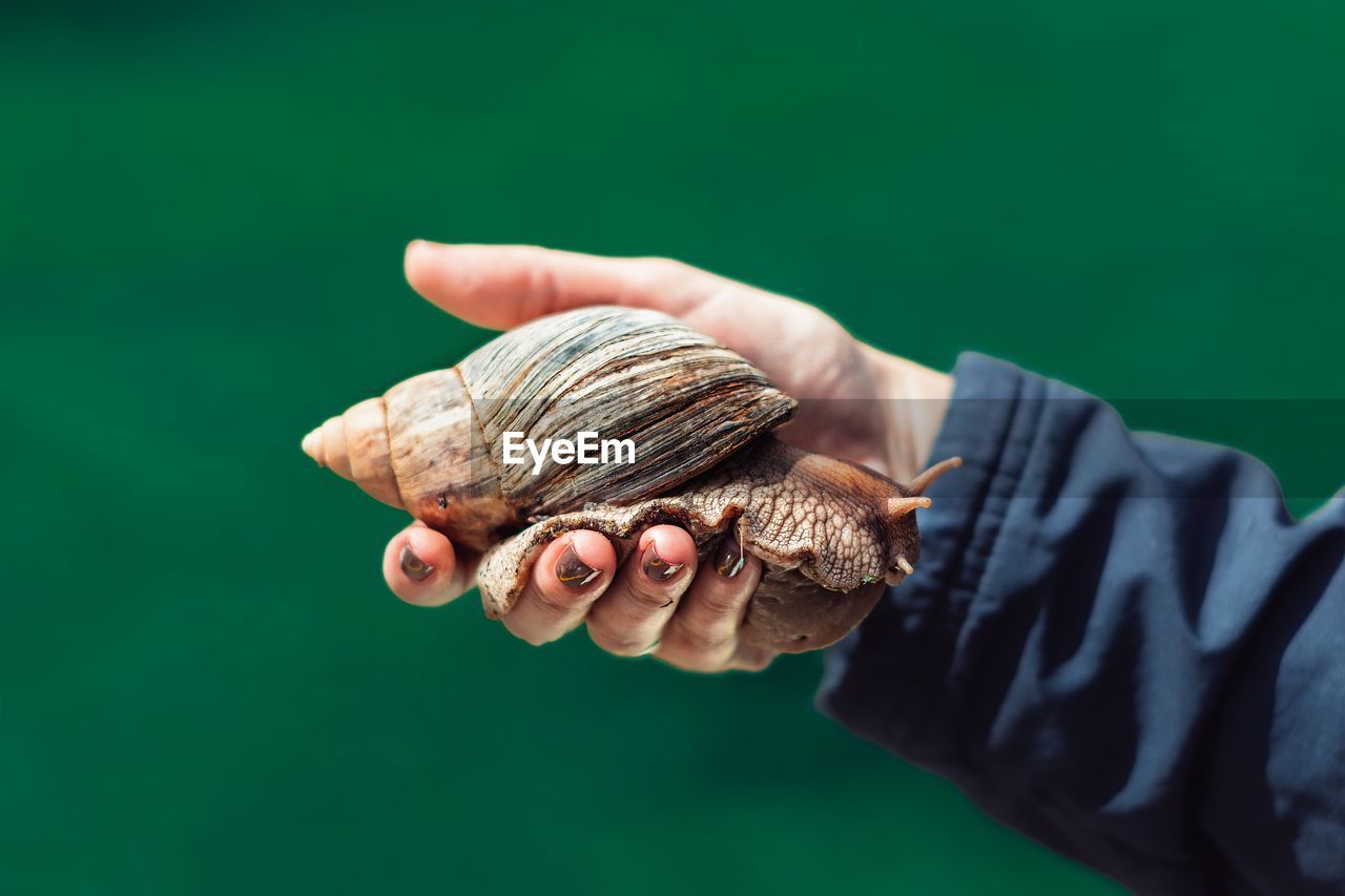 Cropped hand of woman holding snail