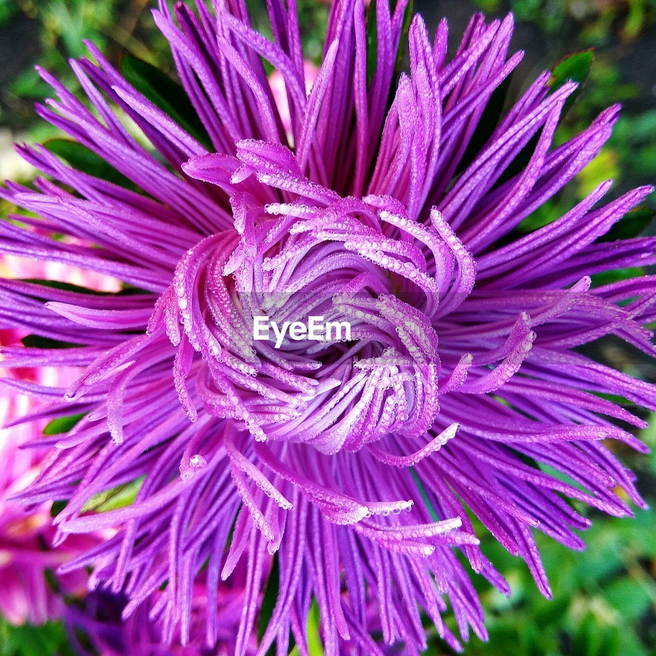 CLOSE-UP OF PURPLE FLOWERS