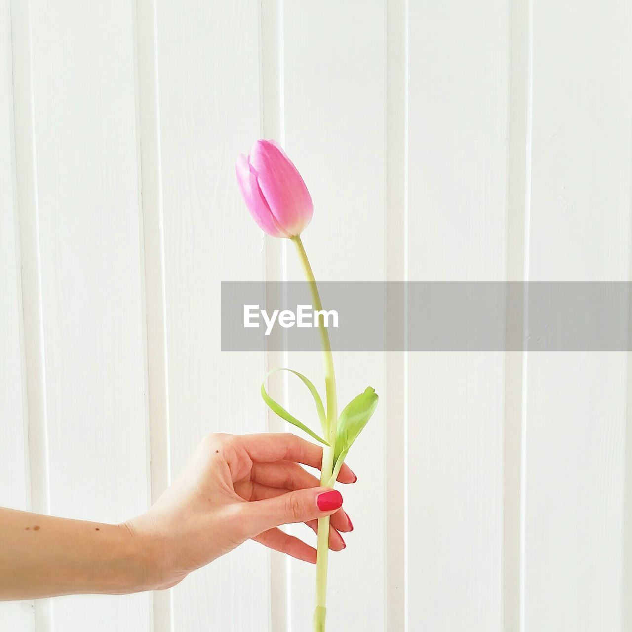 Close-up of hand holding flower over white wall