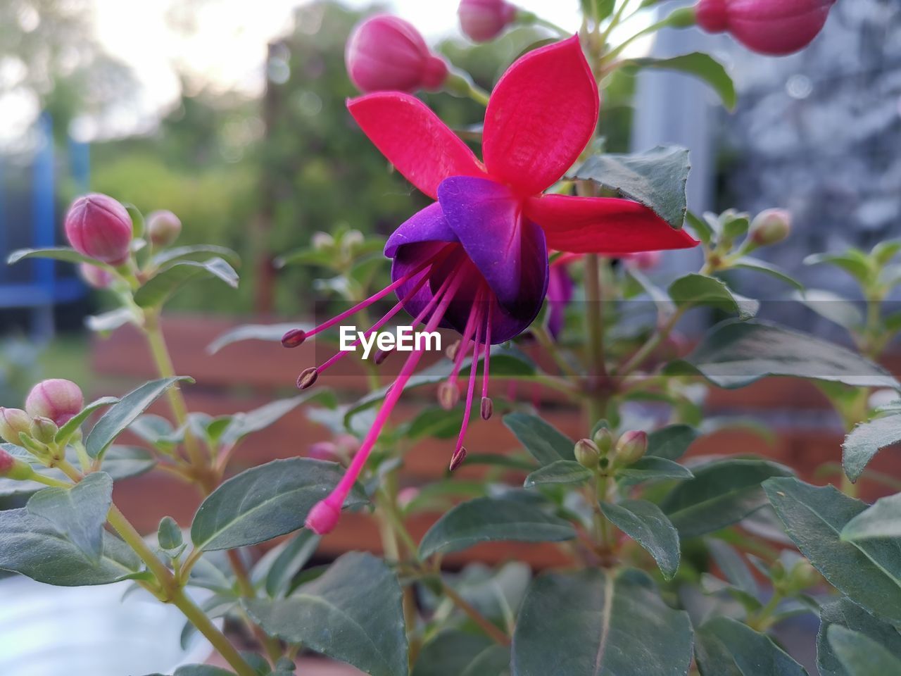 CLOSE-UP OF FLOWERING PLANT