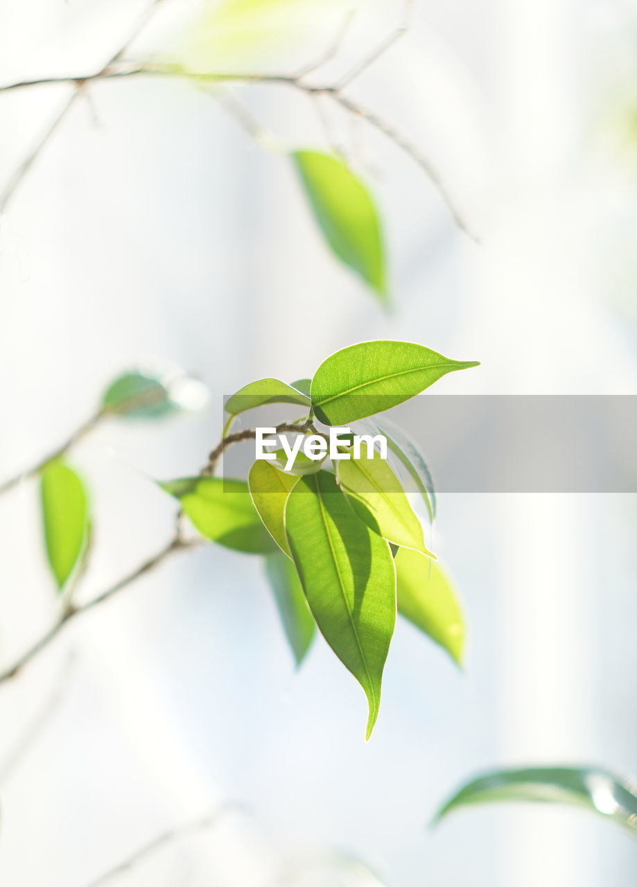 Close-up of green leaves