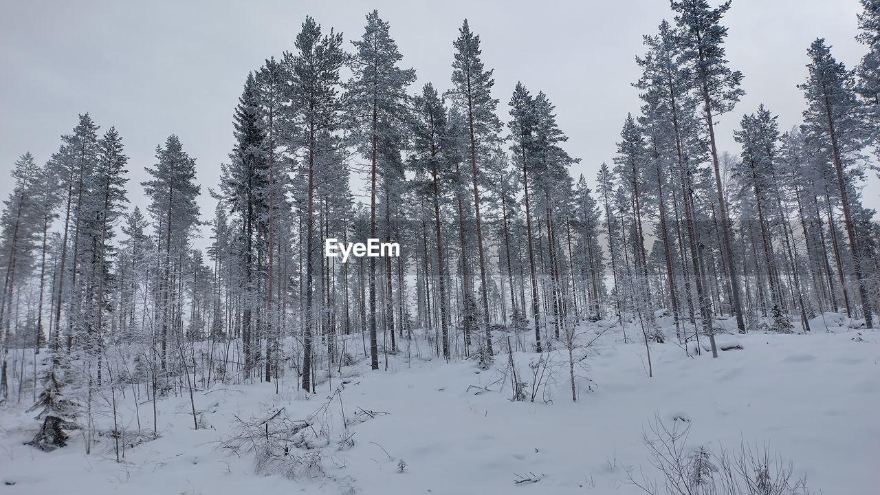 tree, forest, plant, snow, winter, cold temperature, land, pine tree, environment, coniferous tree, beauty in nature, pine woodland, scenics - nature, woodland, nature, landscape, pinaceae, tranquil scene, sky, non-urban scene, tranquility, no people, natural environment, mountain, frozen, evergreen tree, white, spruce, polar climate, wilderness, outdoors, day, cloud, remote, travel destinations, travel, ridge, idyllic, fir, spruce tree, wilderness area, fog