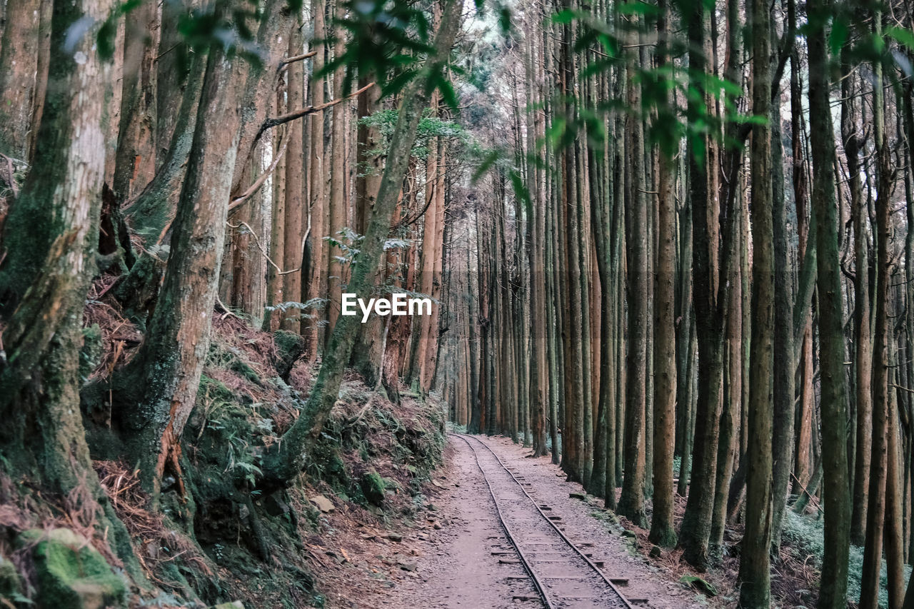 View of bamboo trees in forest