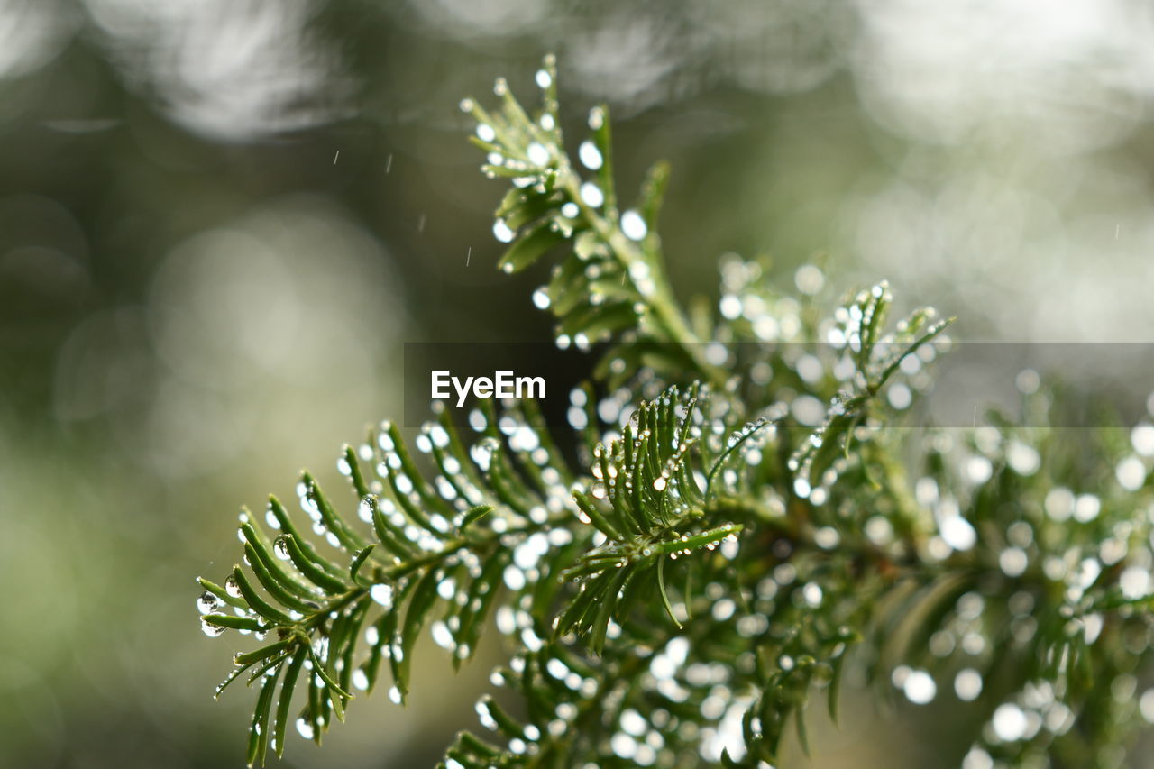 Close-up of pine tree leaves