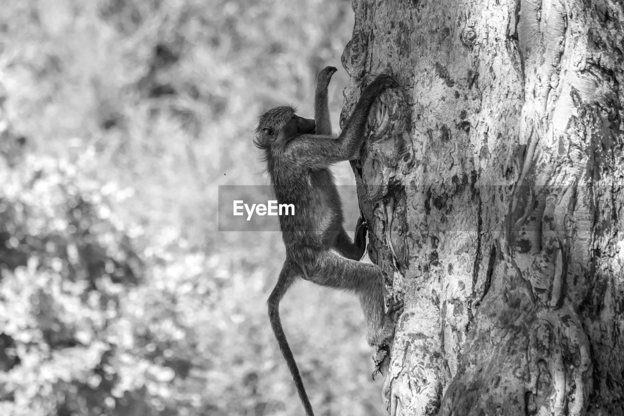 close-up of squirrel on tree trunk