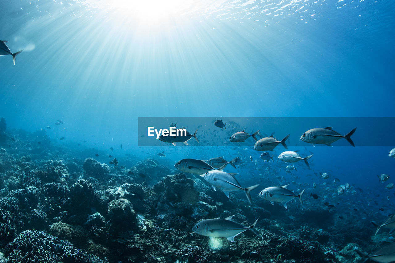 VIEW OF FISH UNDERWATER