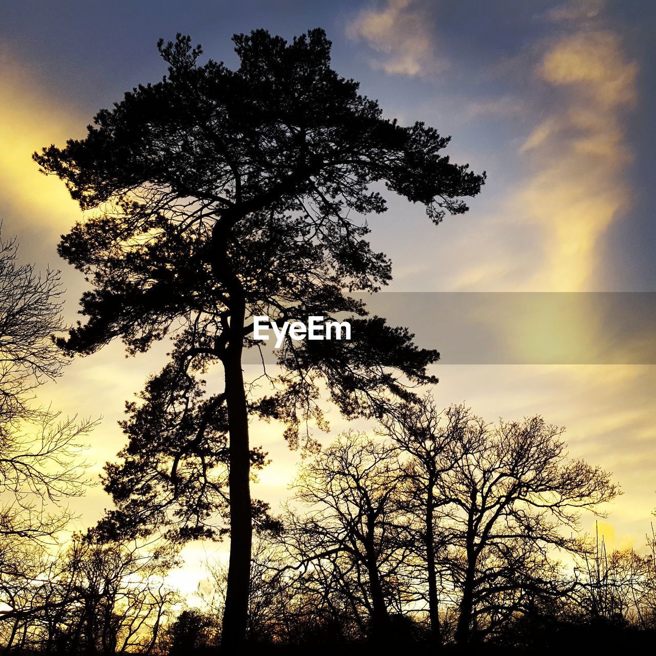 LOW ANGLE VIEW OF SILHOUETTE TREES AGAINST SKY