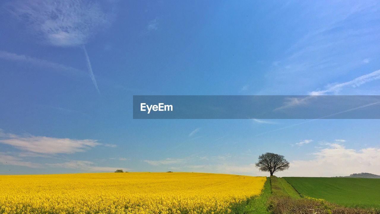 Scenic view of field against clear sky