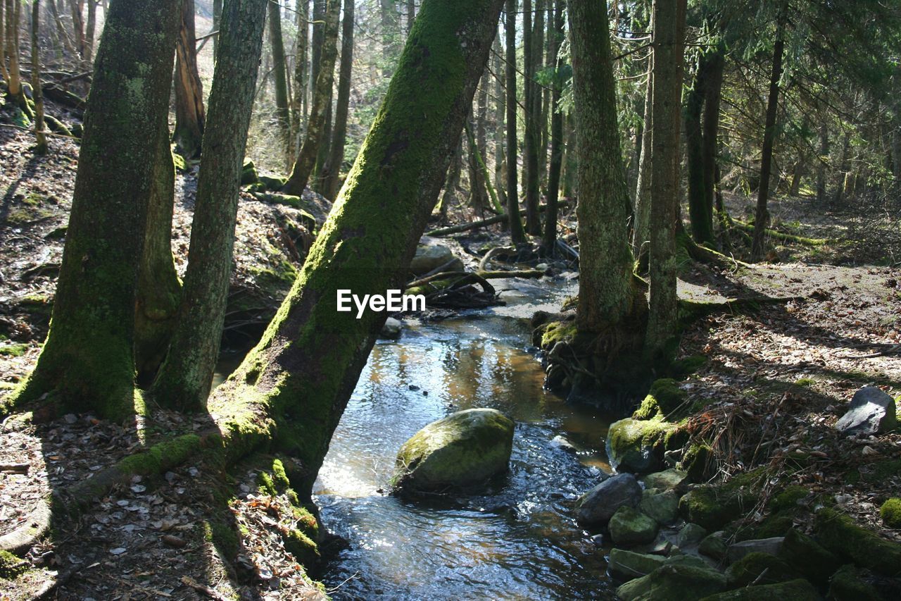 RIVER AMIDST TREES IN FOREST