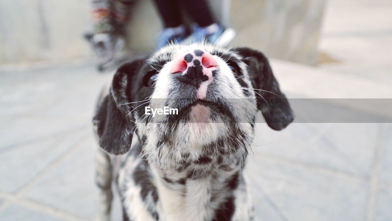 Close-up portrait of dog