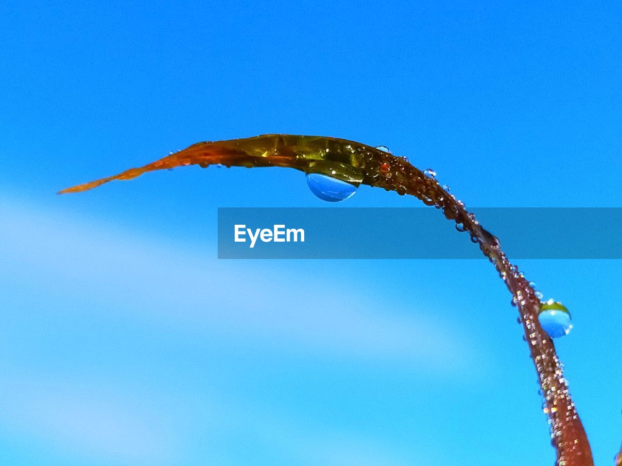 LOW ANGLE VIEW OF A HORSE AGAINST BLUE SKY