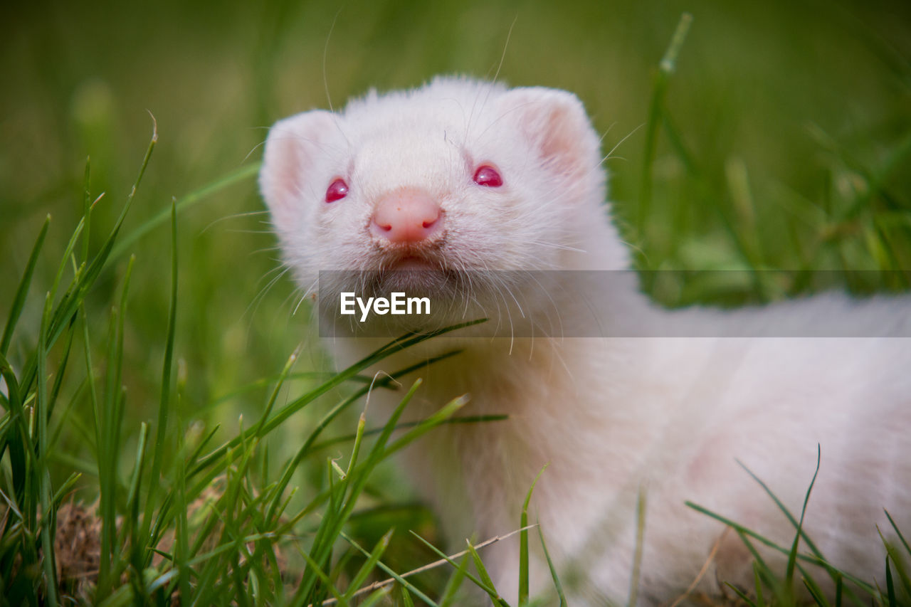 Close-up weasel on field