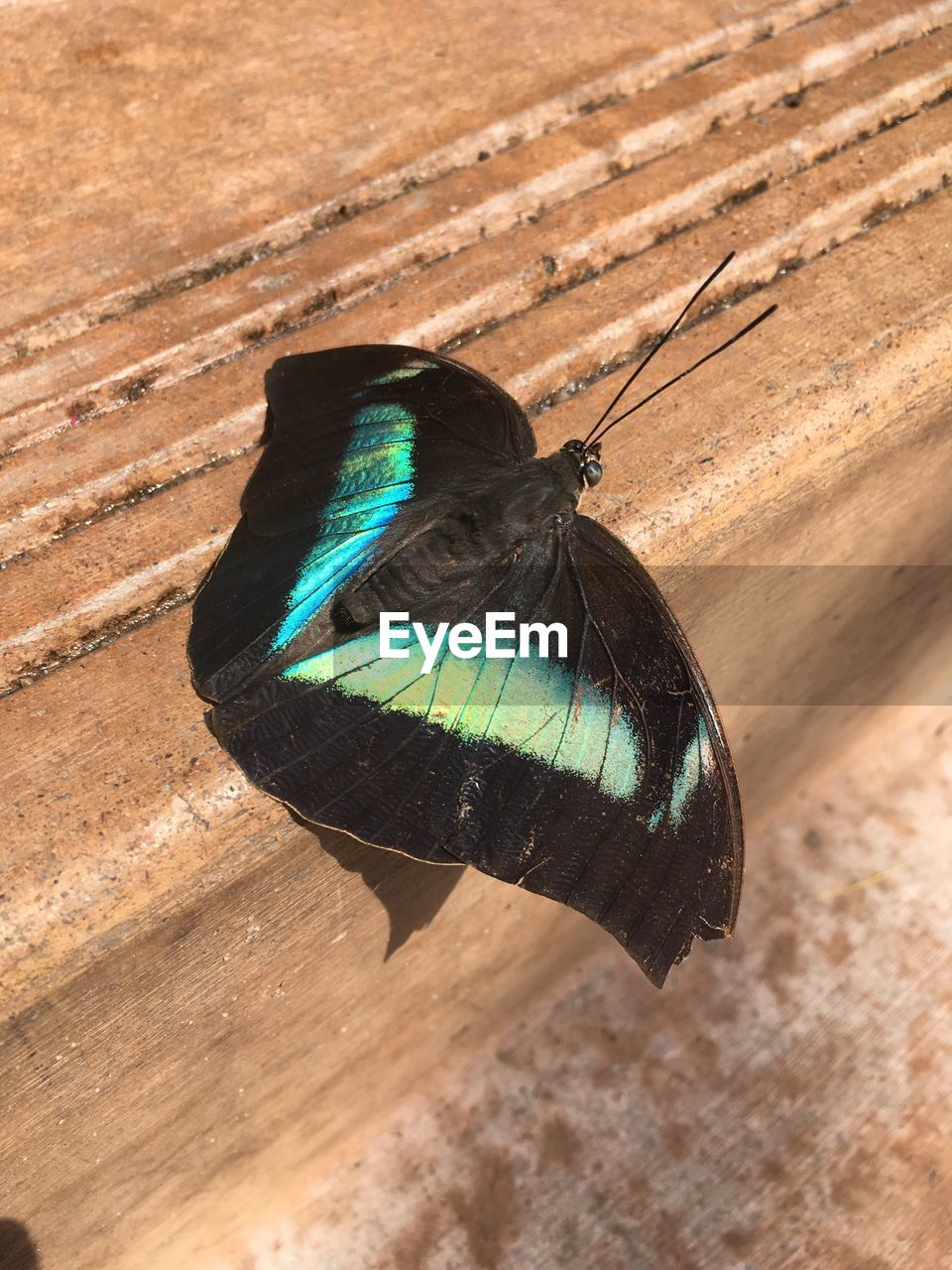 Close-up of butterfly perching outdoors