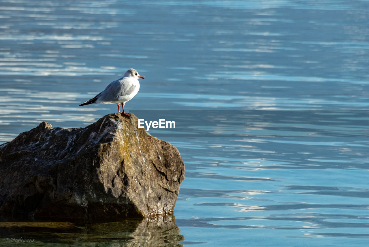 BIRD PERCHING ON ROCK