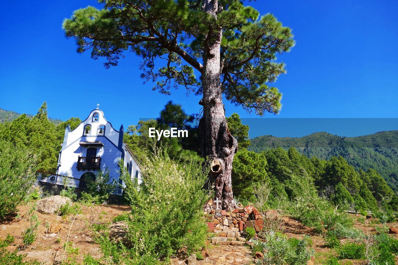 Trees by building against clear blue sky