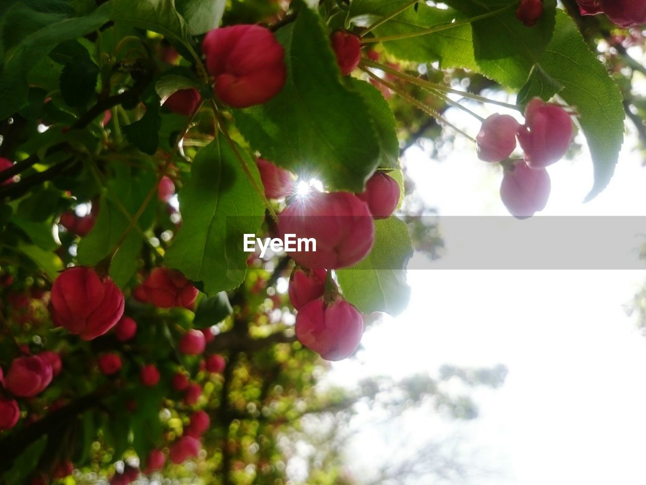 CLOSE-UP OF PINK FLOWERS GROWING ON TREE