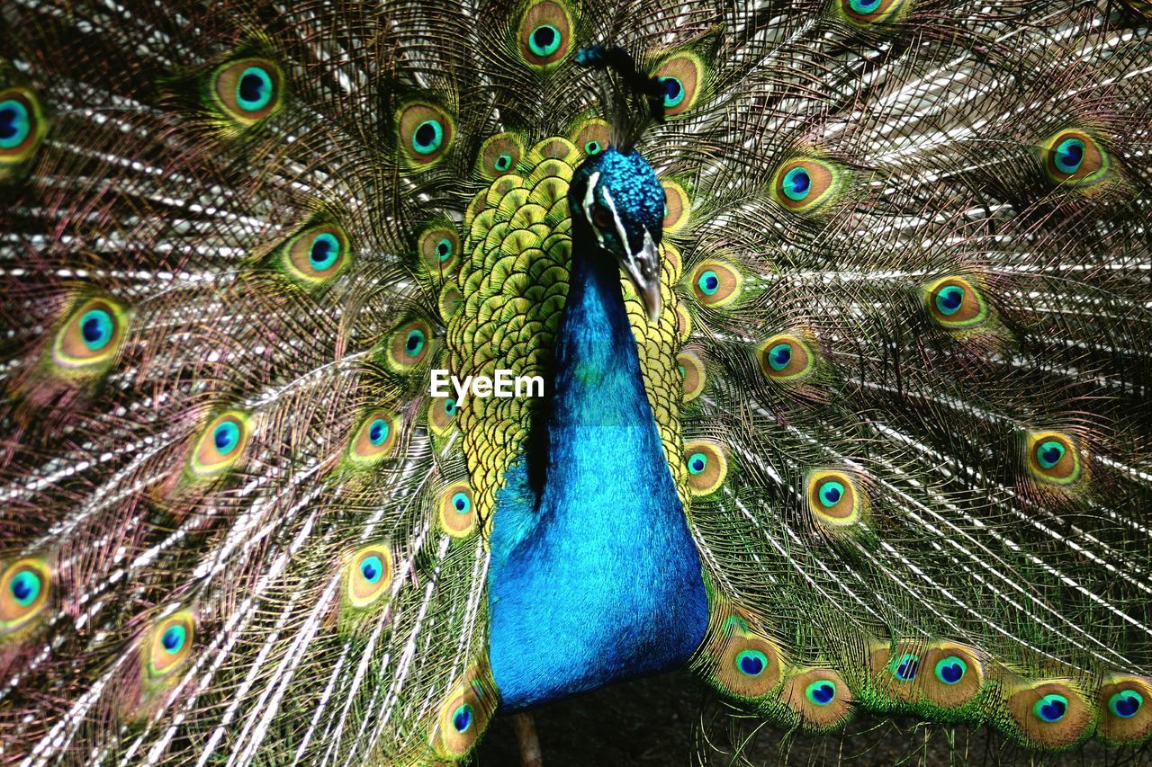 Close-up of peacock with fanned out