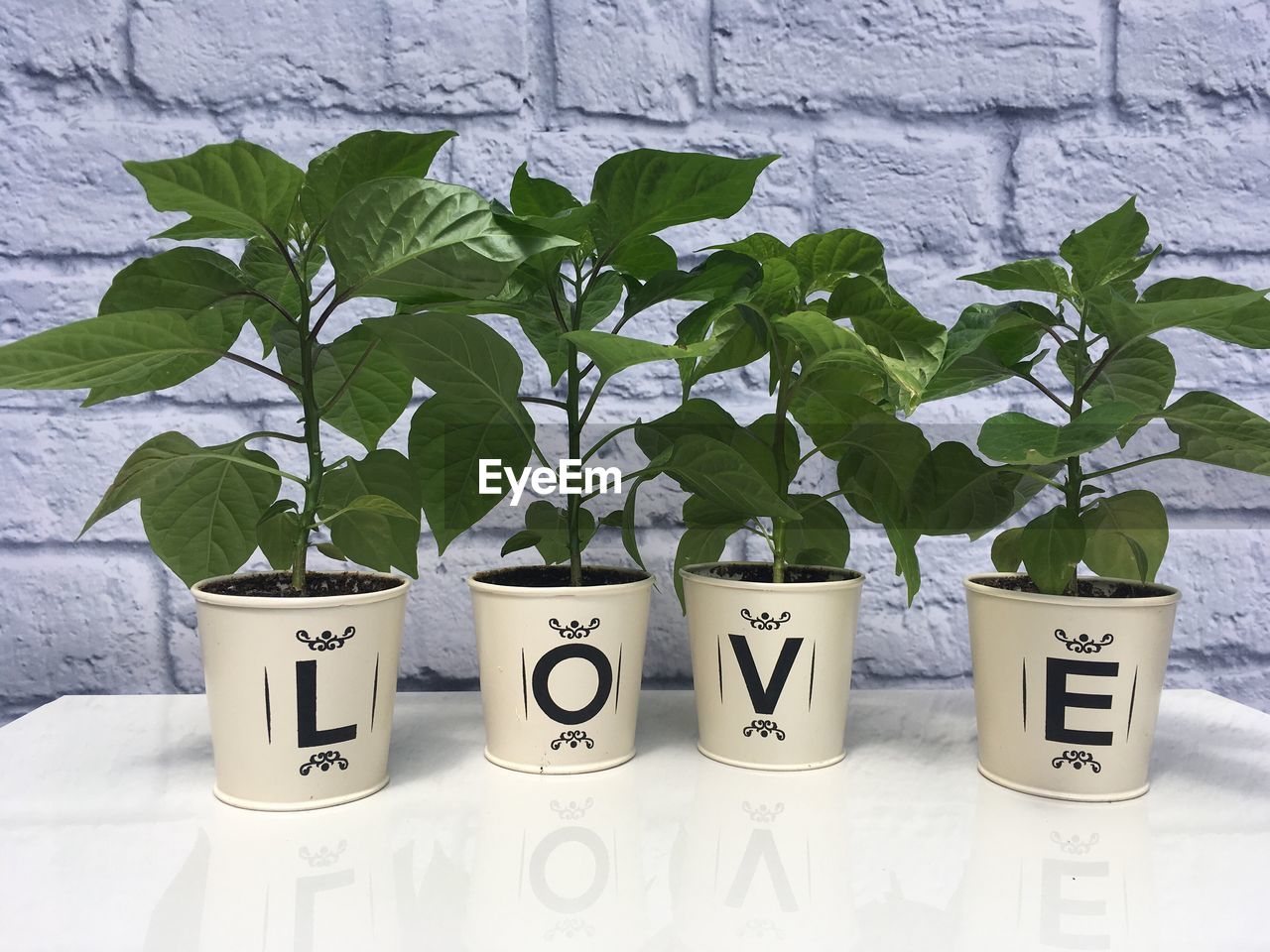 CLOSE-UP OF POTTED PLANT WITH TEXT ON WALL