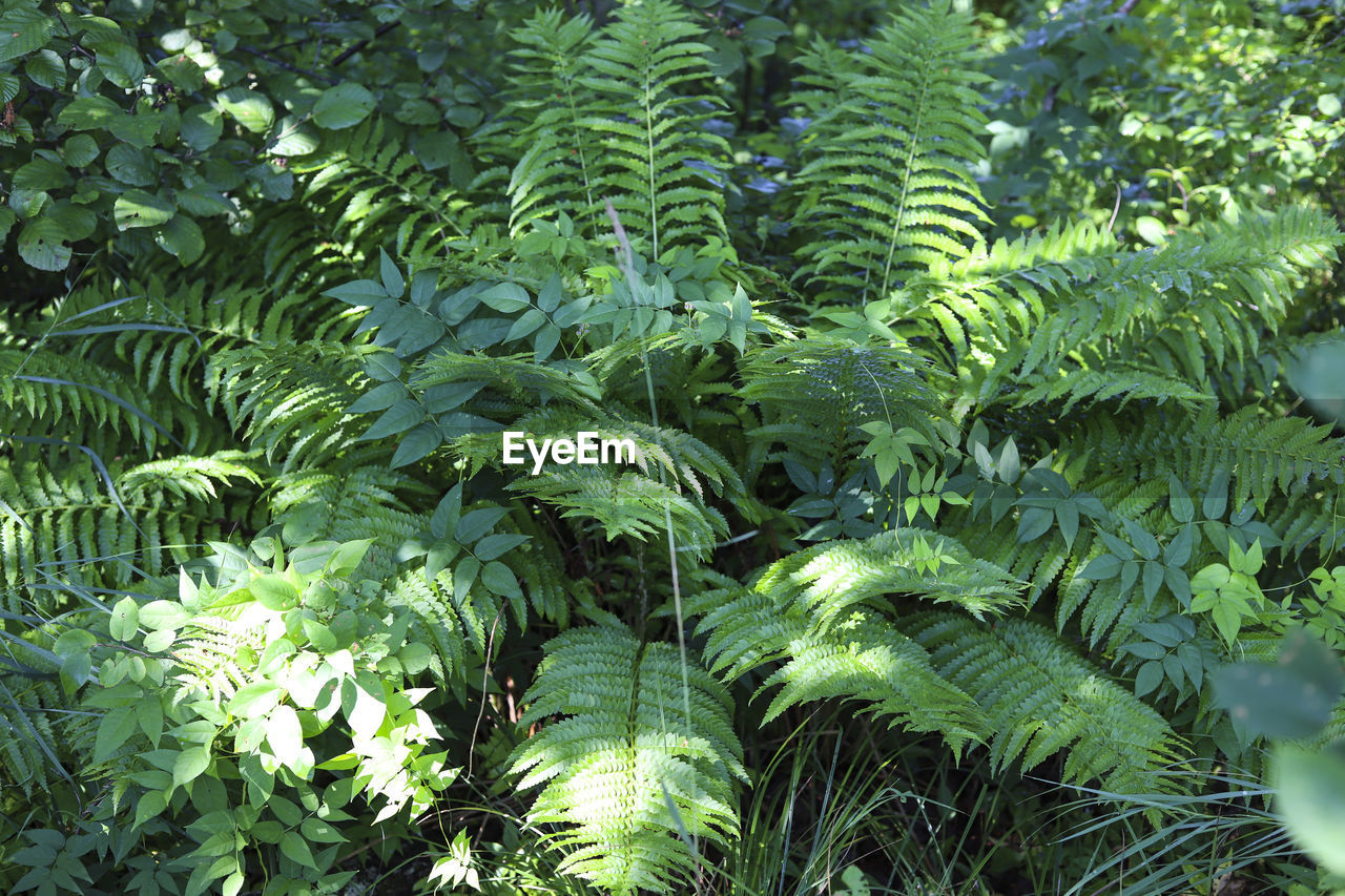 A large green fern with spots of sunlight