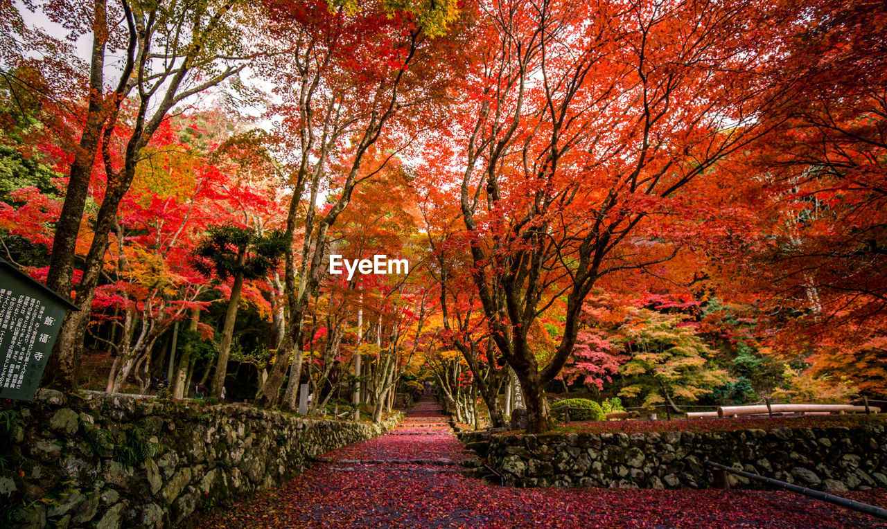 Footpath amidst trees in park during autumn