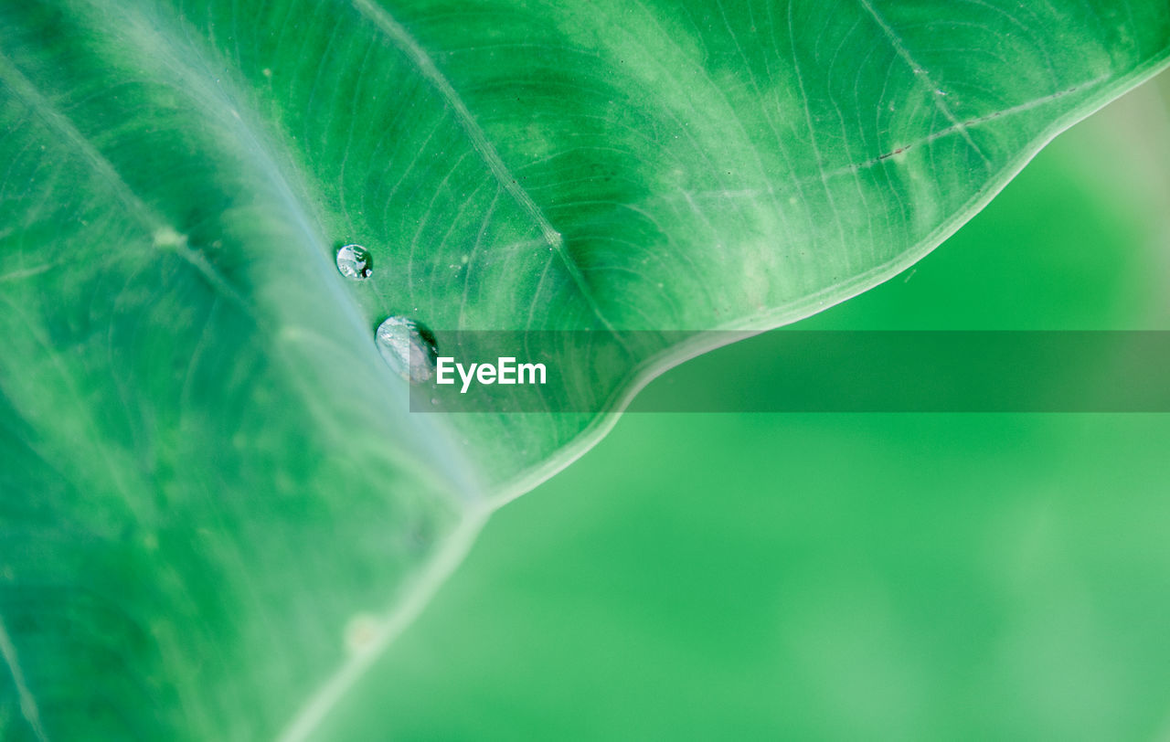 Close-up of raindrops on green leaves