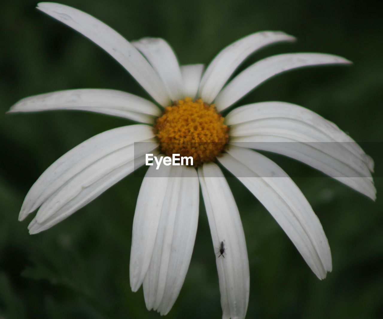 CLOSE-UP OF WHITE DAISY FLOWERS