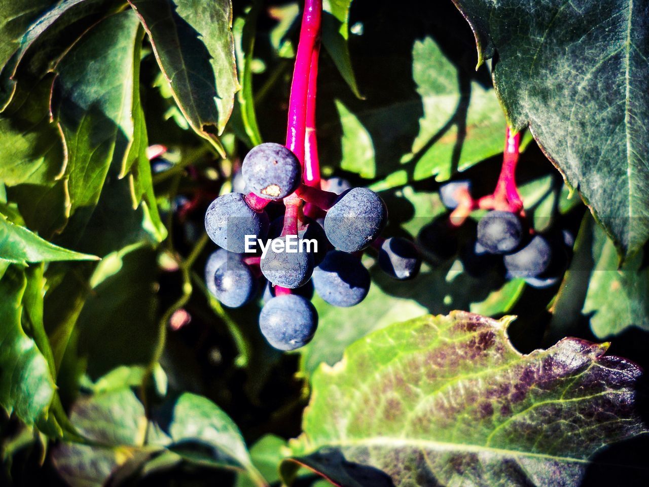 Close-up of blueberries growing on tree