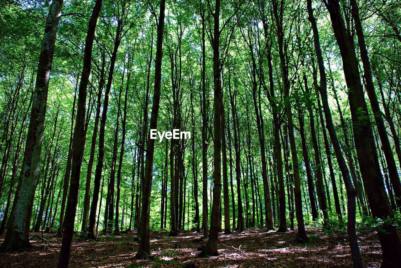 TREES GROWING IN FOREST