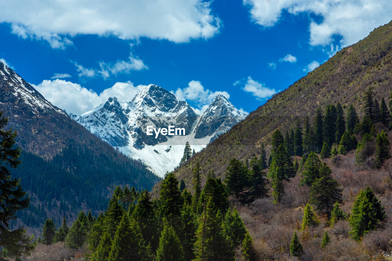 PANORAMIC SHOT OF TREES AND MOUNTAIN AGAINST SKY