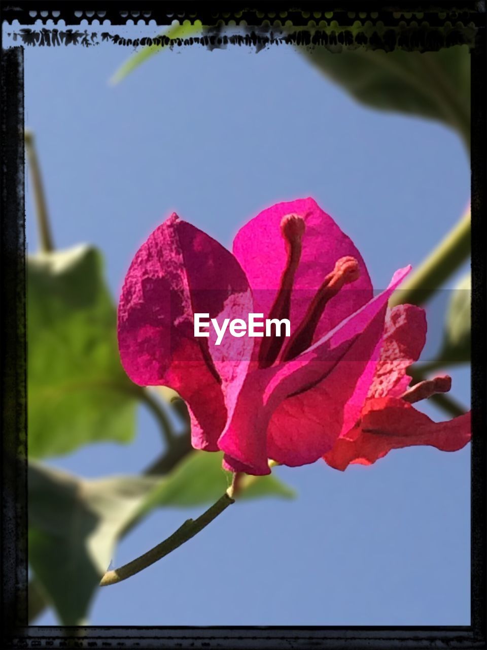 CLOSE-UP OF PINK FLOWERS BLOOMING