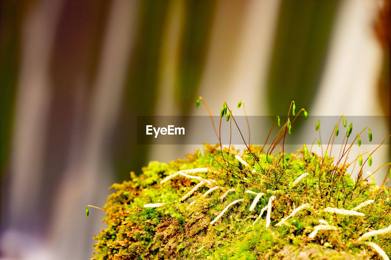 Flying drops bellow stony weir. waterfall drops and rocks in nature. stream flow, mossy stones