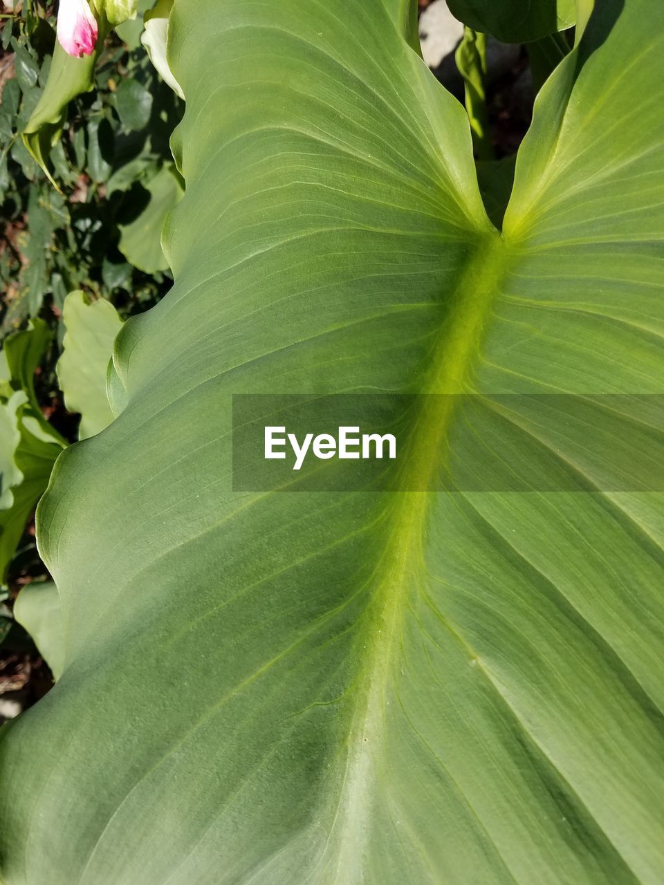 CLOSE-UP OF FRESH GREEN LEAVES