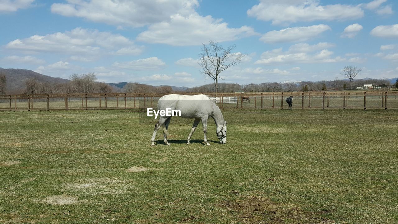 HORSE GRAZING ON LANDSCAPE