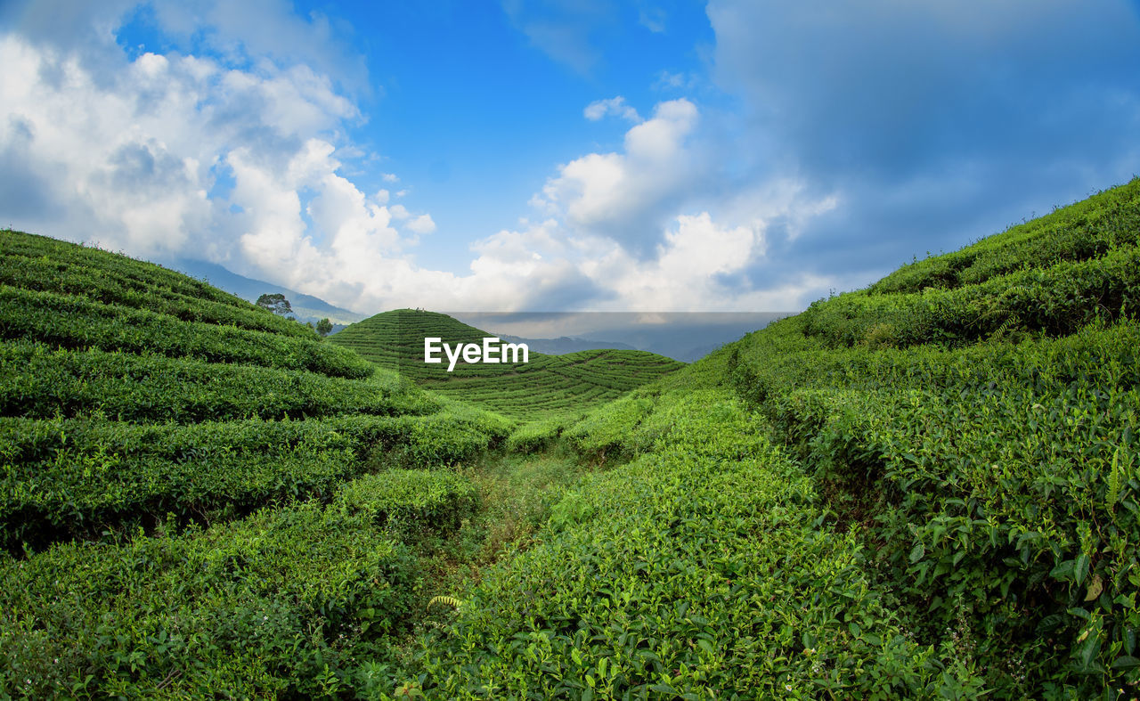 landscape, environment, land, plant, tea crop, green, sky, crop, nature, field, agriculture, scenics - nature, cloud, mountain, rural scene, plantation, social issues, growth, beauty in nature, valley, rural area, darjeeling tea, forest, environmental conservation, food and drink, assam tea, flower, tree, travel, farm, tea, foliage, lush foliage, grassland, no people, tropical tree, high up, tourism, tropical climate, tree area, outdoors, vegetation, highland, food, travel destinations, plateau, tranquility, blue, green tea, plant part, summer, freshness, leaf, shrub, religion, meadow, soil