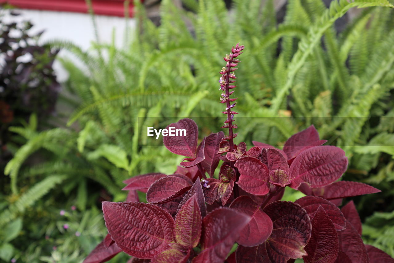 CLOSE-UP OF RED FLOWER