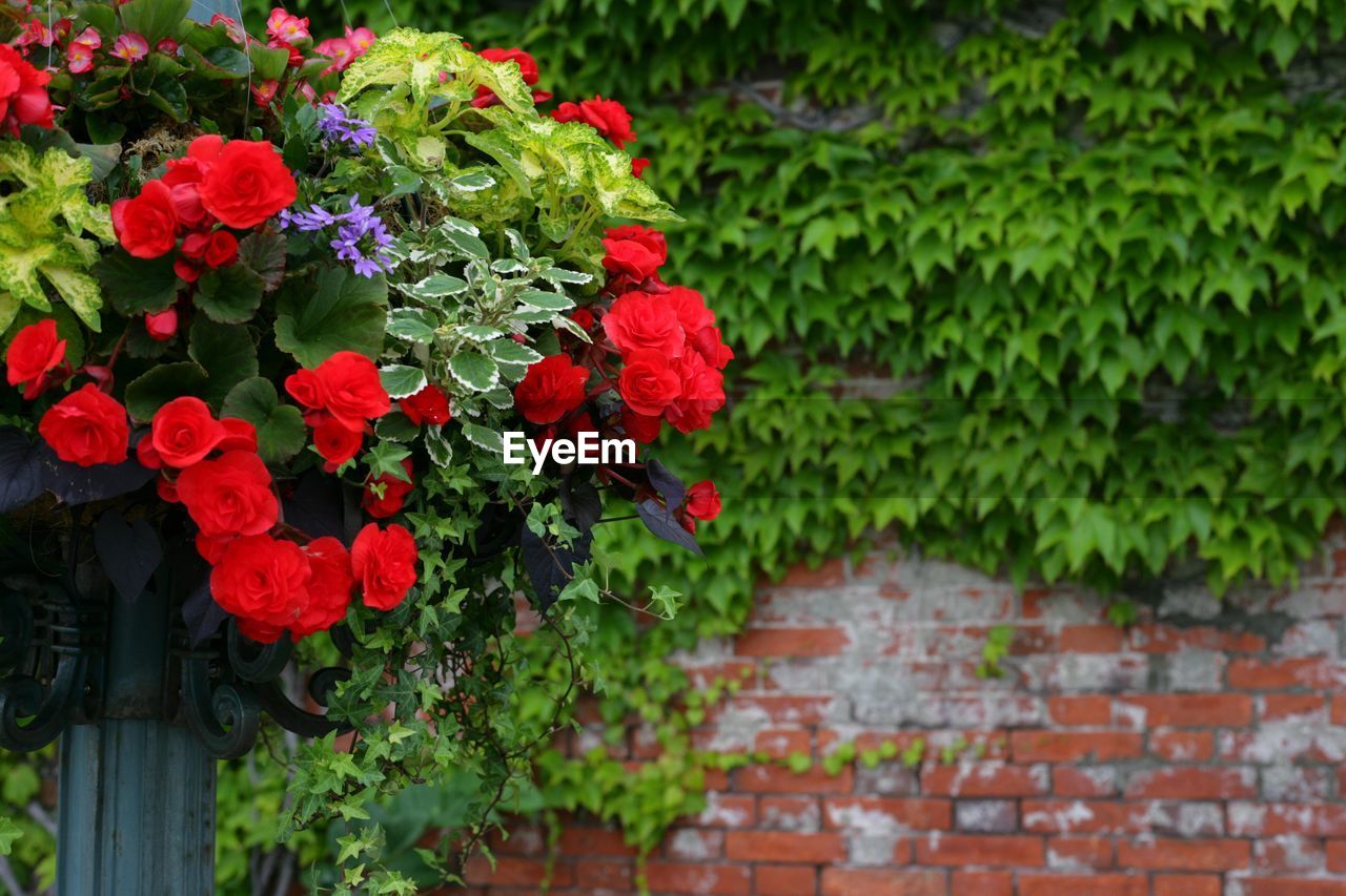 CLOSE-UP OF RED FLOWERING PLANTS AGAINST WALL